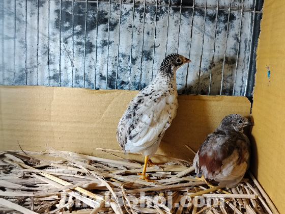 কিং কোয়েল (King Quail)
